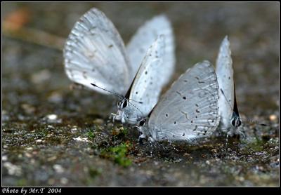 Ȧ[ǽ Plain Hedge Blue (Celastrina lavendularis)