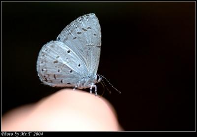 Ȧ[ǽ Plain Hedge Blue (Celastrina lavendularis)