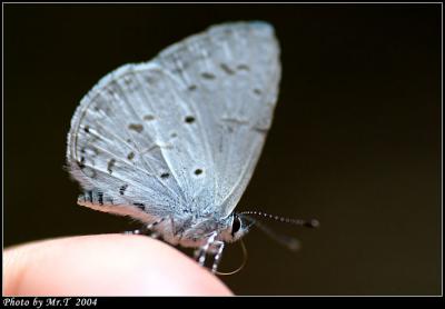 Ȧ[ǽ Plain Hedge Blue (Celastrina lavendularis)