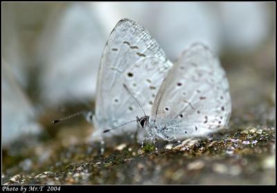 Ȧ[ǽ Plain Hedge Blue (Celastrina lavendularis)
