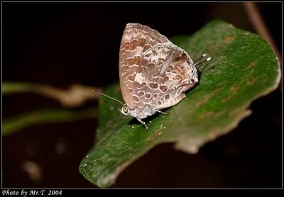 qlcǽ Burmese Bush Blue (Arhopala birmana)