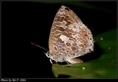 ½q¨l¼c¦Ç½º Burmese Bush Blue (Arhopala birmana)