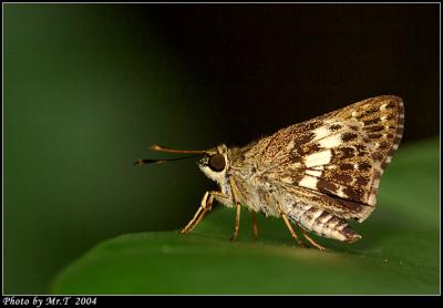 lo˽ Dark Brown Ace (Halpe porus)