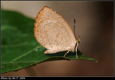 ضǽ Common Brownie (Miletus chinensis)