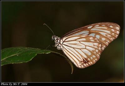 h Glassy Tiger (Parantica aglea)