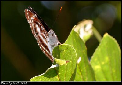 sa潺() Staff Sergeant (Male) (Athyma Selenophora)