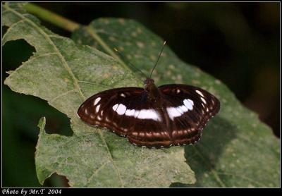 sa潺() Staff Sergeant (Male) (Athyma Selenophora)