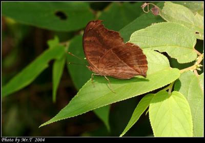 _Ͳ潺 Chocolate Pansy (Junonia iphita)