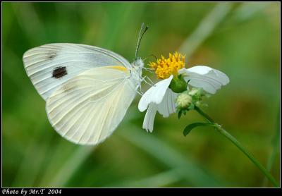 F毻 Indian Cabbage White (Pieris canidia)