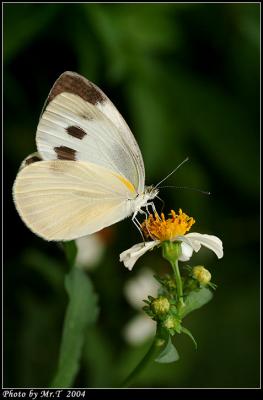 F毻 Indian Cabbage White (Pieris canidia)