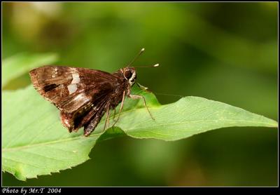 Ƨ˽ Tree Flitter (Hyarotis adrastus)