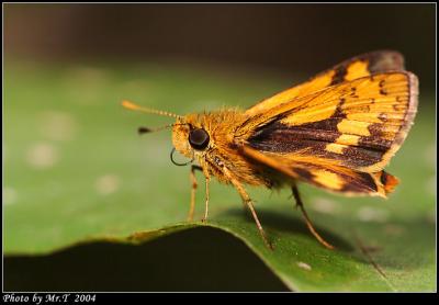 դlǧ˽ Chinese Dart (Potanthus confucius)
