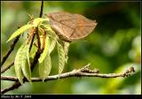 \潺 Orange Oakleaf (Kallima inachus)