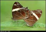 ձaL Banded Tree Brown (Lethe confusa)