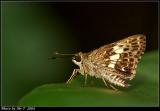 lo˽ Dark Brown Ace (Halpe porus)