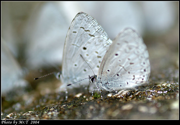 Ȧ[ǽ Plain Hedge Blue (Celastrina lavendularis)
