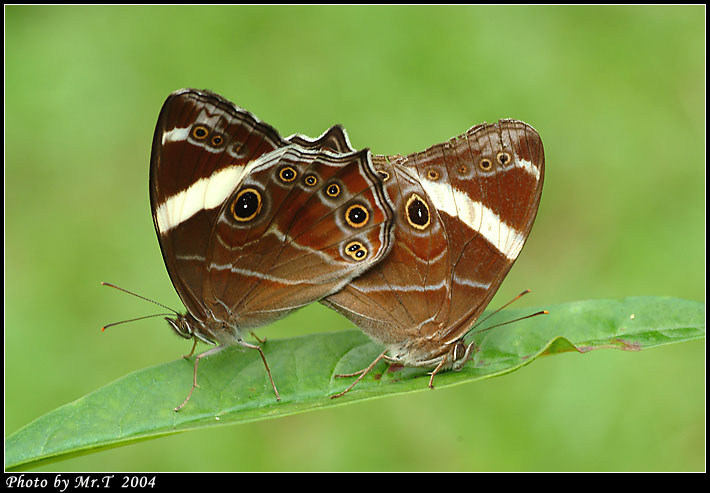 ձaL Banded Tree Brown (Lethe confusa)