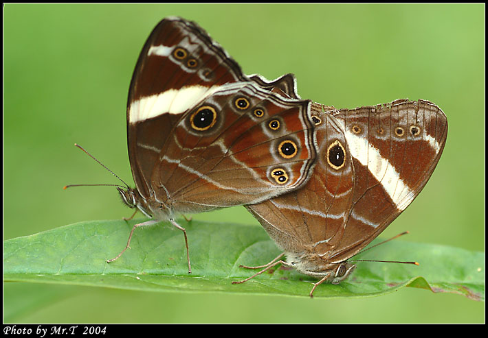 ձaL Banded Tree Brown (Lethe confusa)