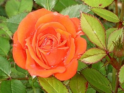 First rose of the season