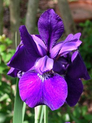 Louisiana Iris closeup