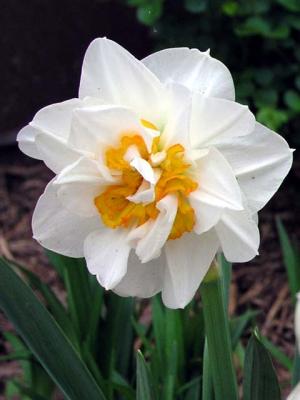 Double daffodil