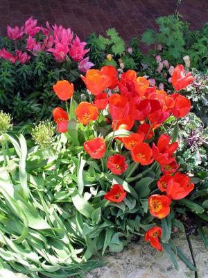 Bright tulip display