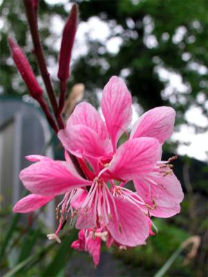 Pink Gaura
