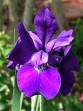 Louisiana Iris closeup
