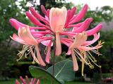 Pink Lemonade Honeysuckle