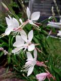 White Gaura