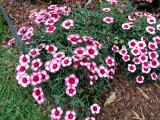 Dianthus