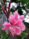 Pink Gaura