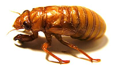 cicadas_2004