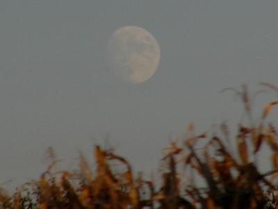 Moon in the daytime.jpg(308)