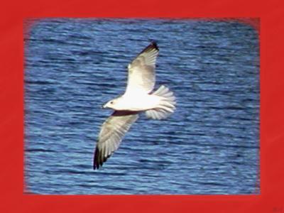 Gull in flight framed.jpg(182)