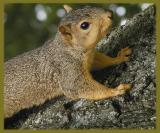 Just a curious fella.jpg(116)