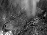 Squirrel up close.jpg(492)