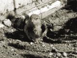 Taking a dirt bath.jpg(243)