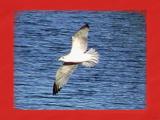 Gull in flight framed.jpg(182)
