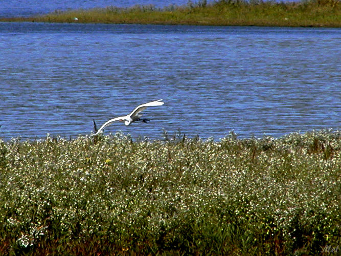 Crane in flight.jpg(276)