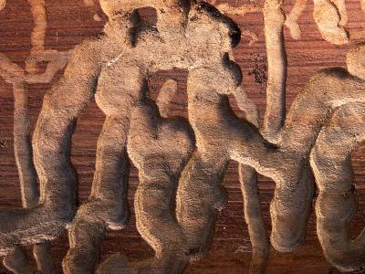 Bark beetle canyons by fritzkurt