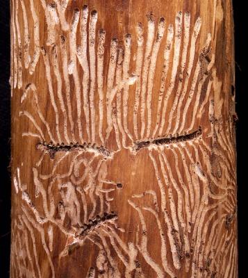 Bark beetle engraved face by fritzkurt