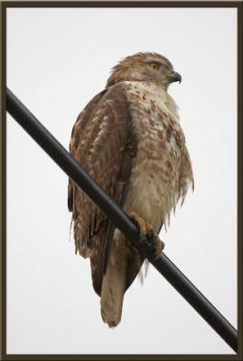 Red Tailed Hawk Juvenile