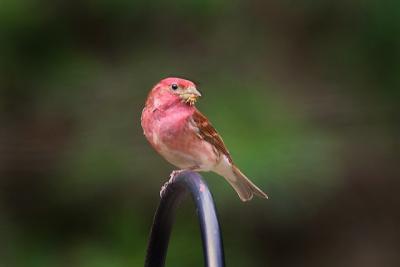 Purple Finch