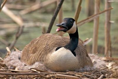 Goose on Nest