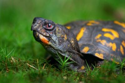 Box Turtle