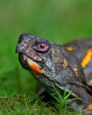 Box Turtle