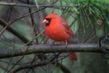 Northern Cardinal