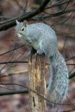 Gray Squirrel