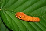 Swallowtail Caterpillar